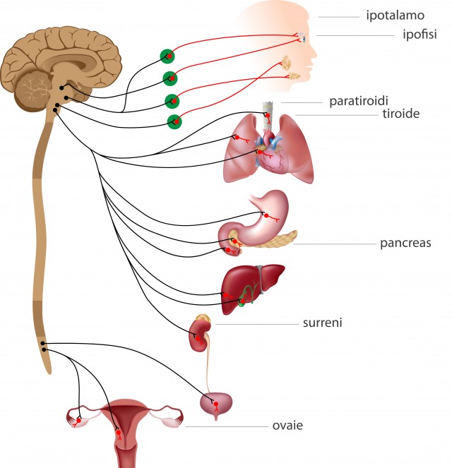 Endocrinologia - W&B Poliambulatori Brescia